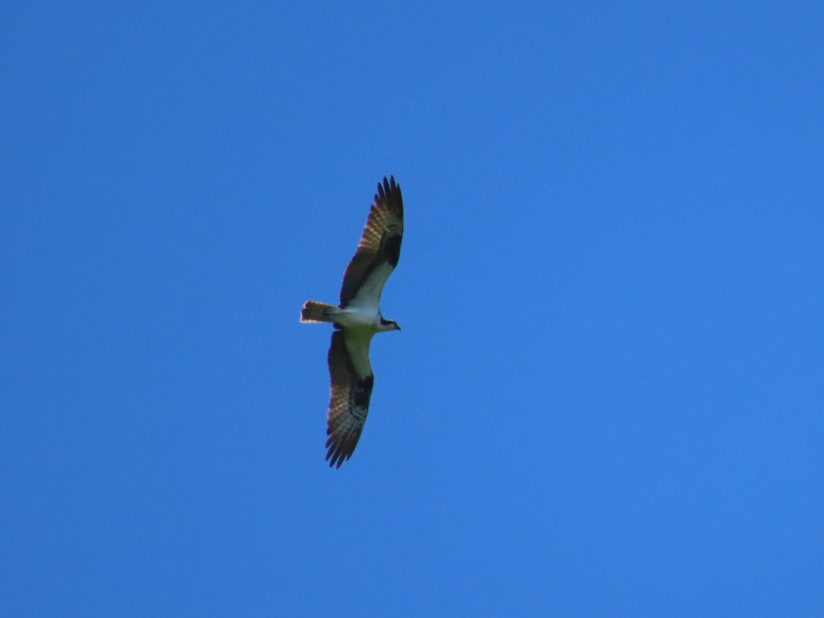 Águila Pescadora - ML495503161