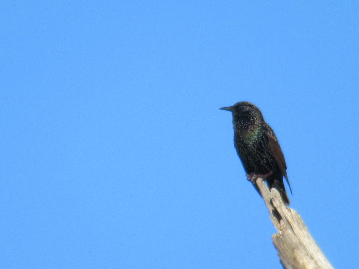 European Starling - ML495503731