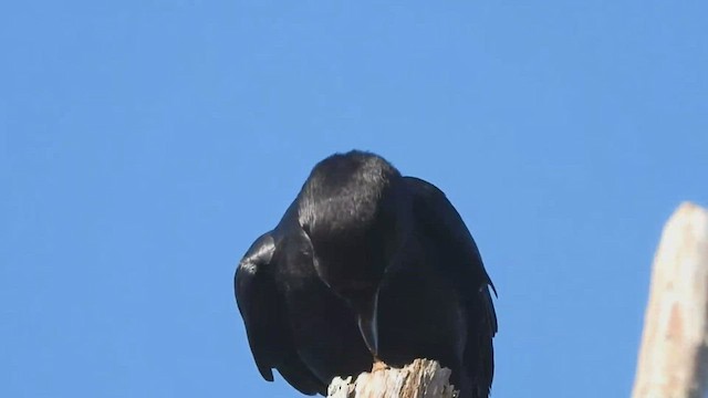 American Crow - ML495503981