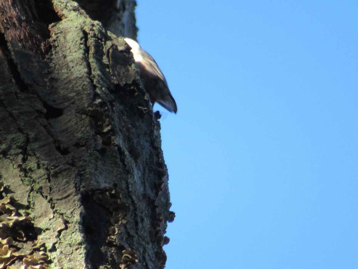 White-breasted Nuthatch - ML495503991