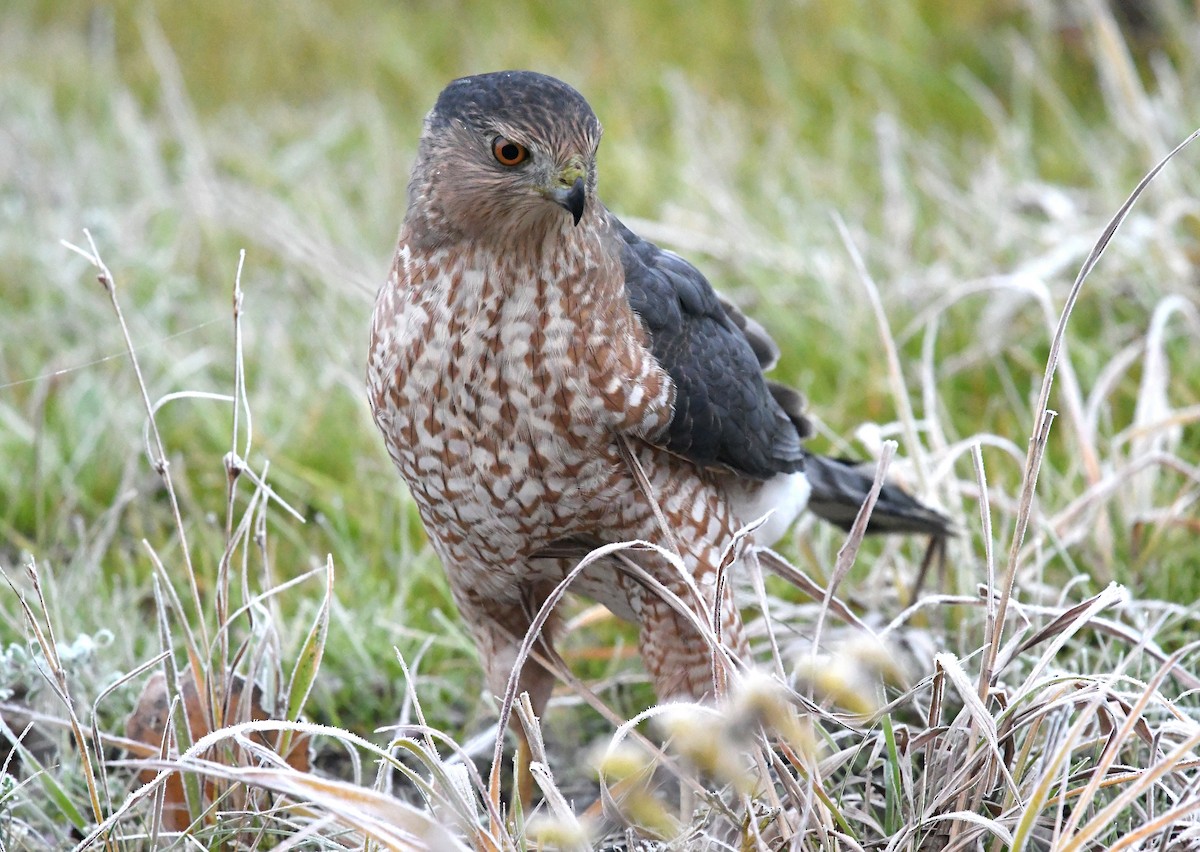 Cooper's Hawk - ML495504661