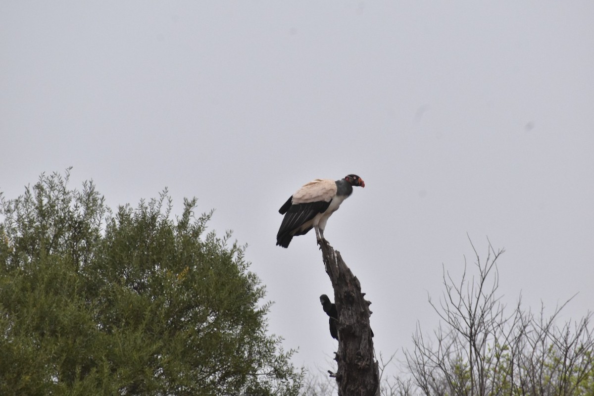 King Vulture - ML495504841