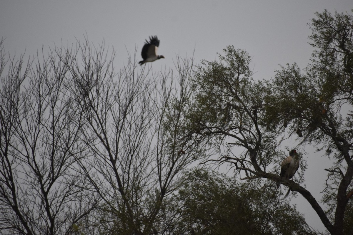 King Vulture - ML495504851