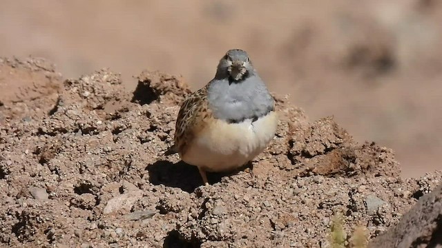 Graubrust-Höhenläufer - ML495506231