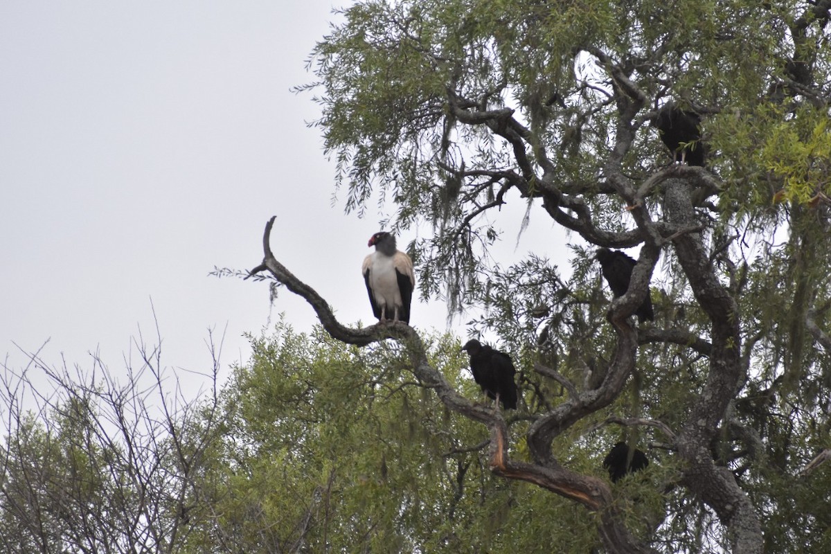 King Vulture - ML495506601