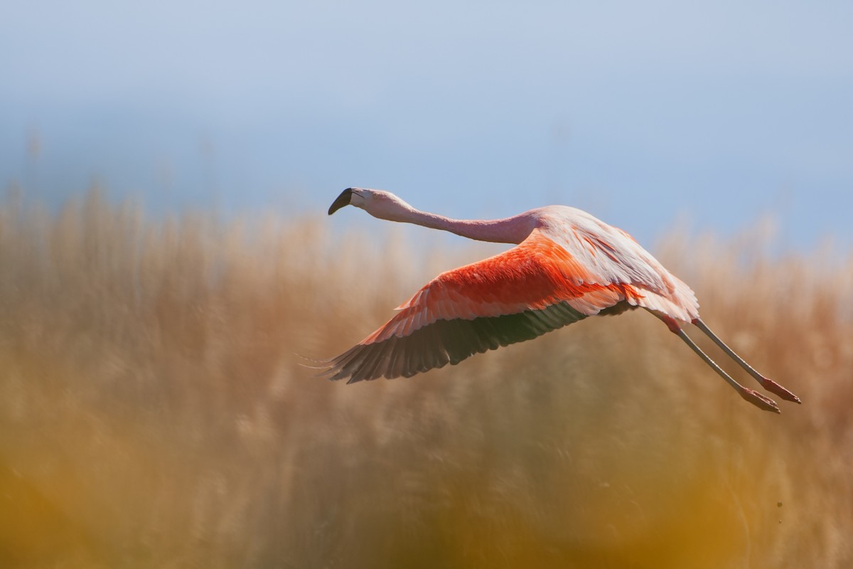Chilean Flamingo - Valentín González Feltrup