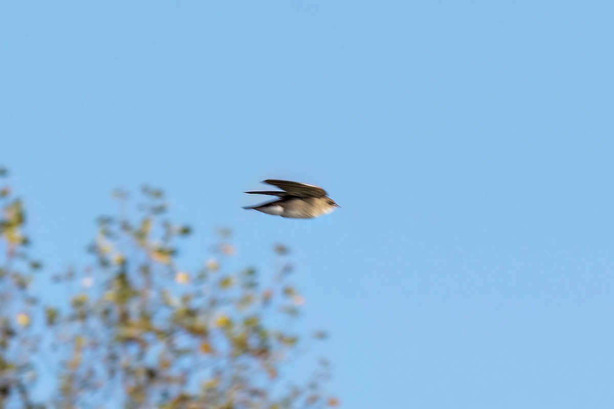 Northern Rough-winged Swallow - James Davis