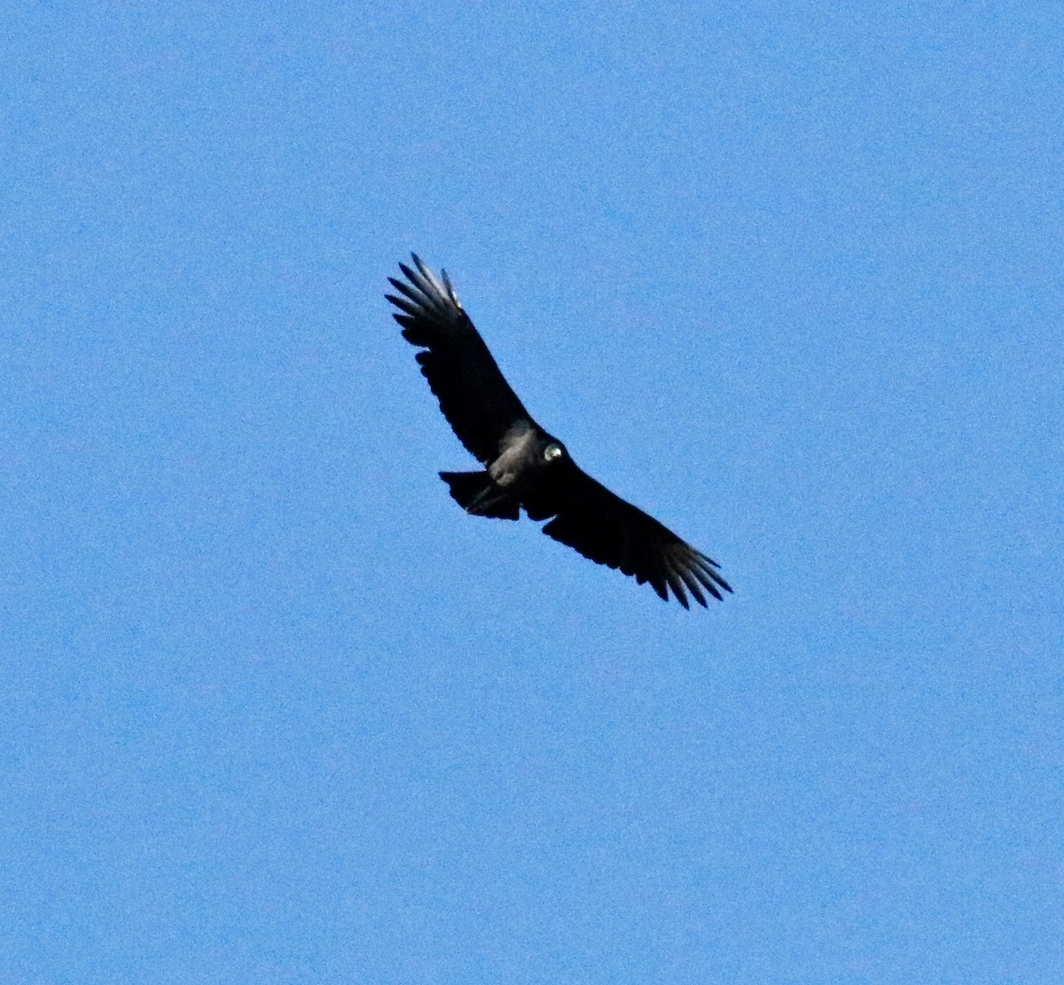 Black Vulture - ML495510811
