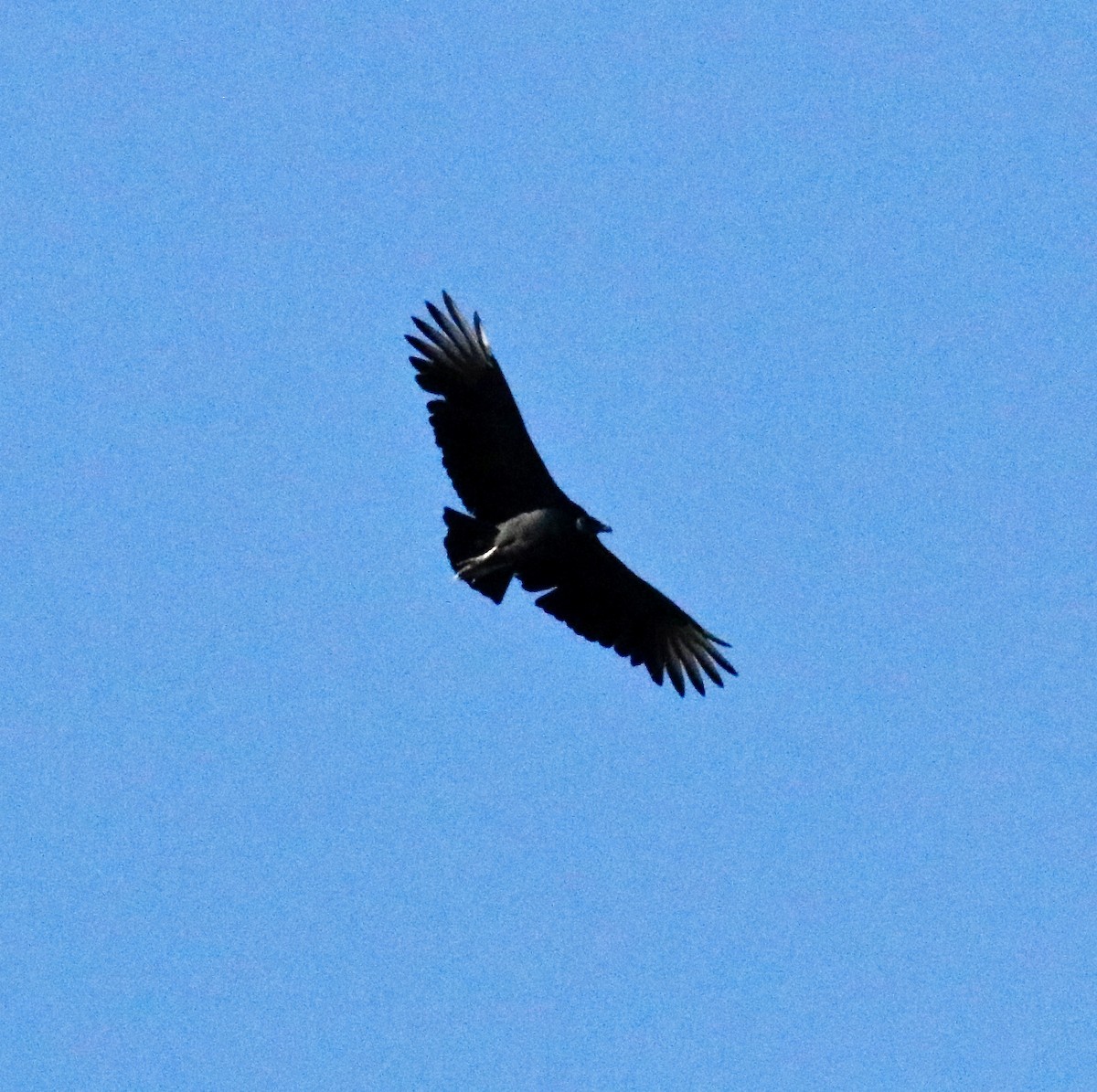 Black Vulture - ML495510821