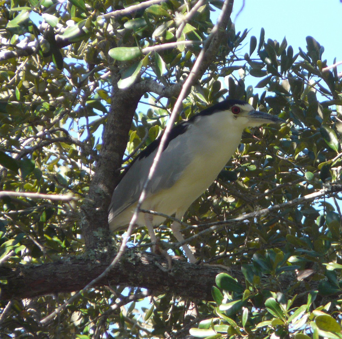 Black-crowned Night Heron - Sean McCool