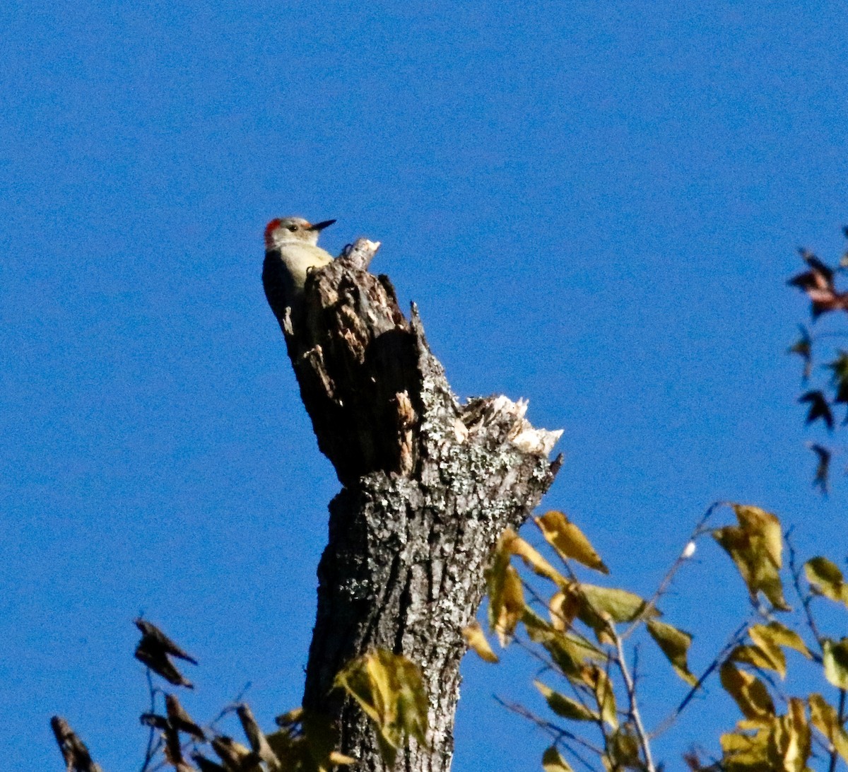 Red-bellied Woodpecker - ML495511401