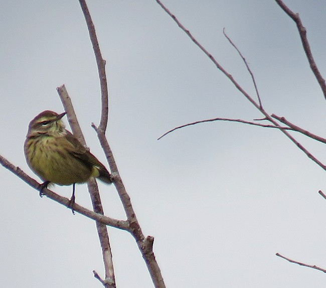 Palm Warbler - ML495511921