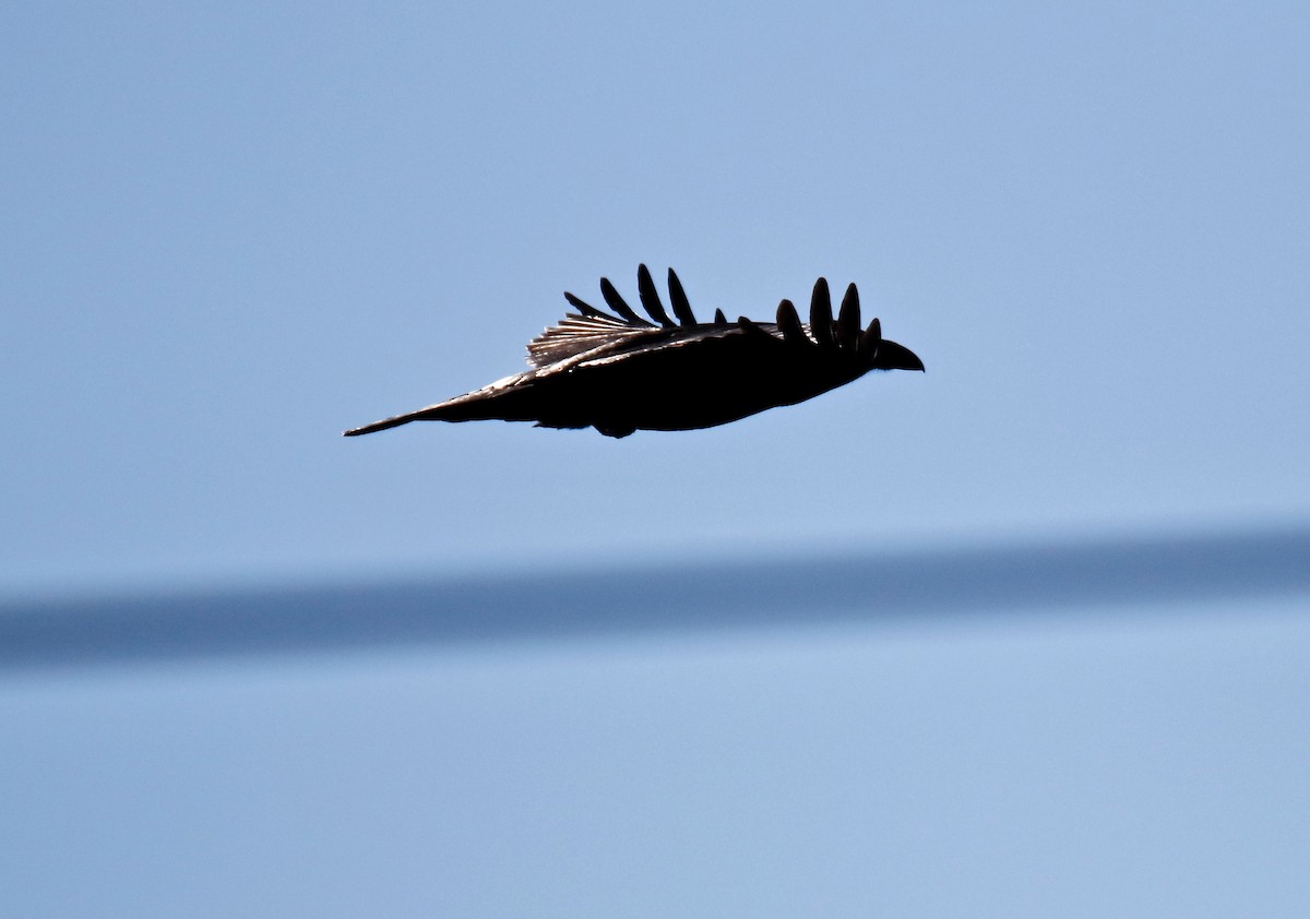 Common Raven - ML495512771