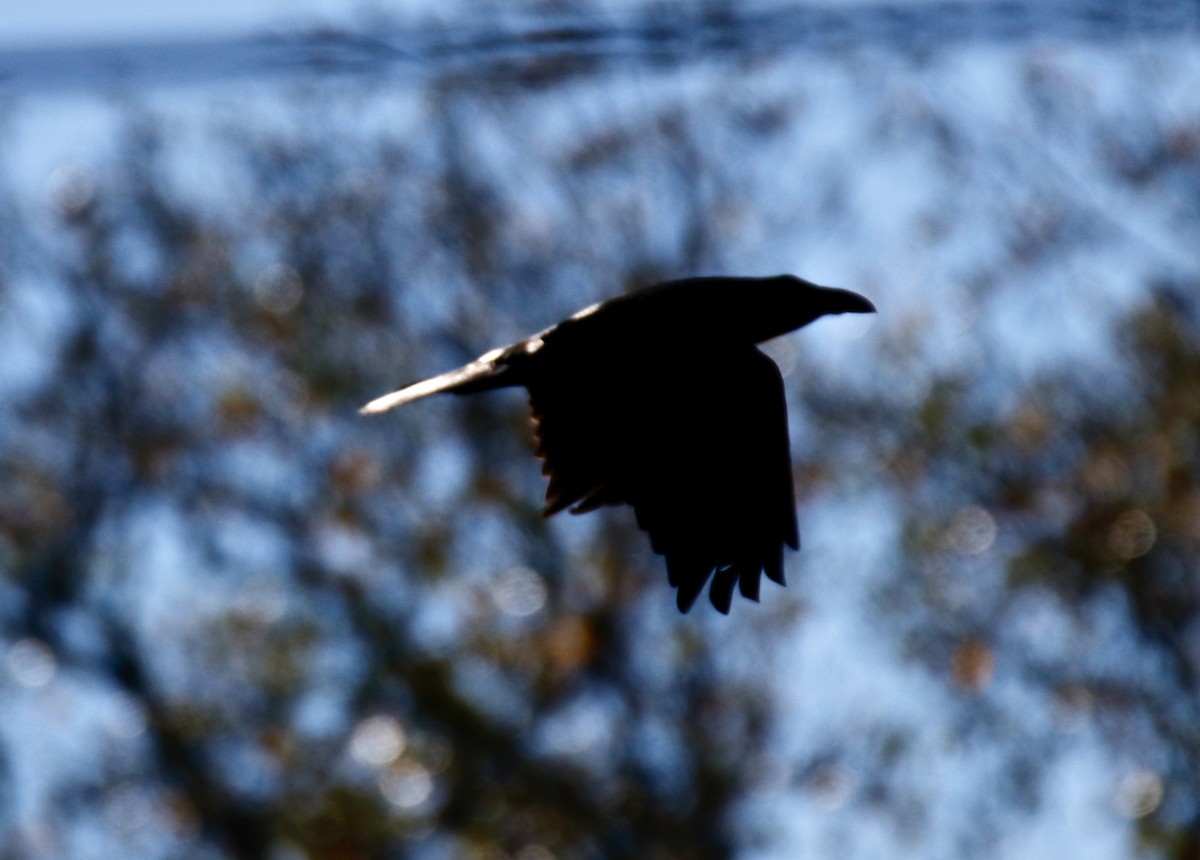 Common Raven - ML495512781