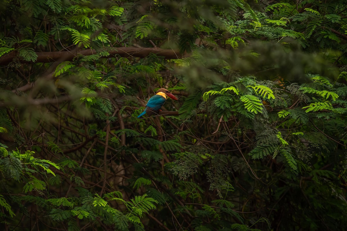 Stork-billed Kingfisher - ML495512921