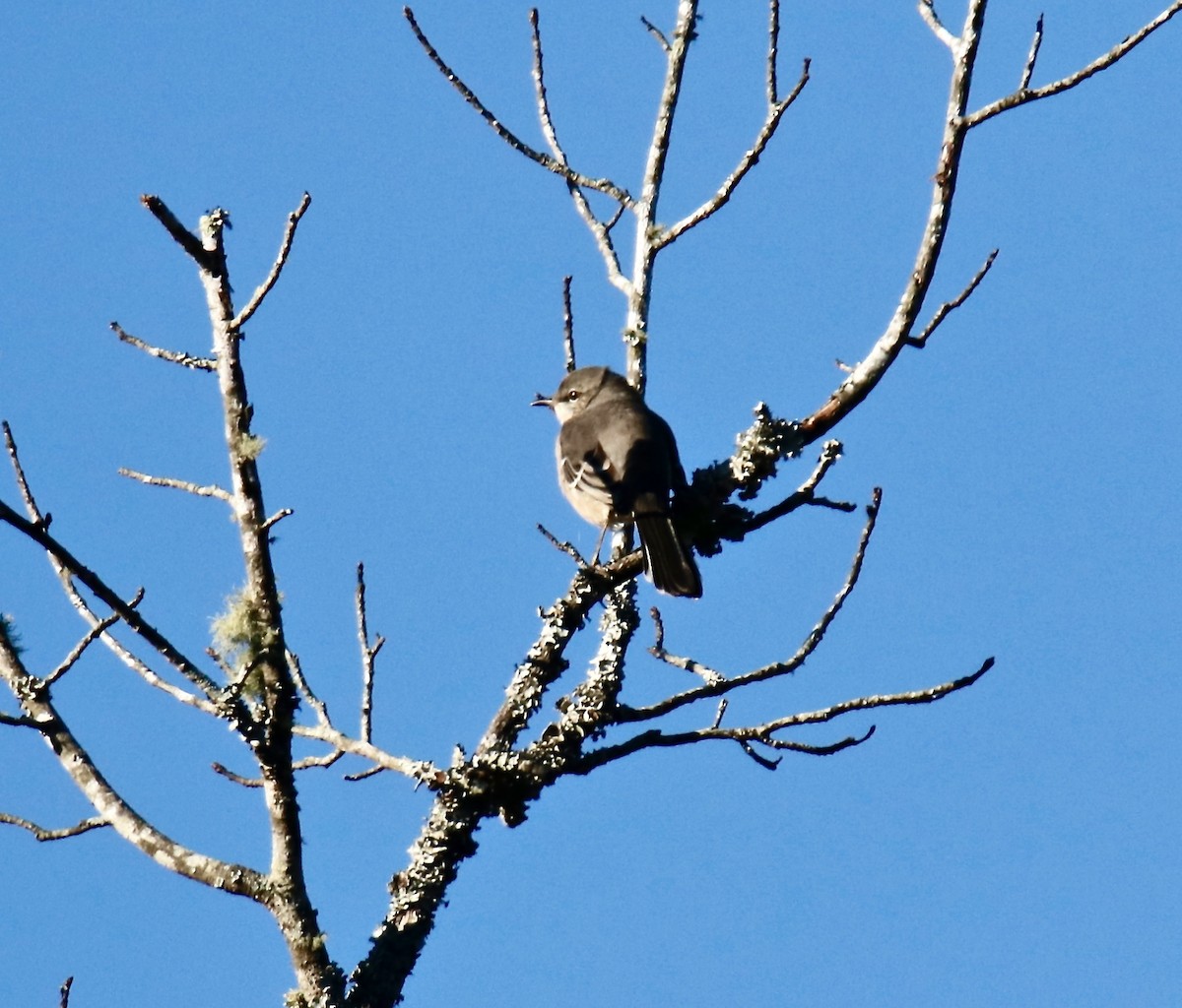 Northern Mockingbird - ML495513091