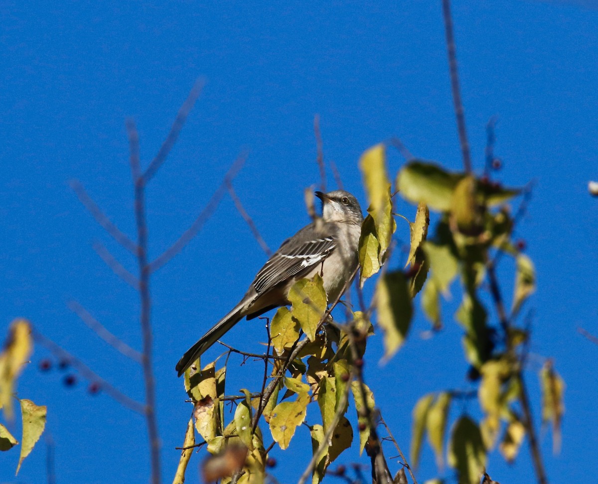 Northern Mockingbird - ML495513101