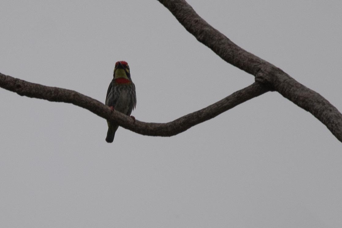 Coppersmith Barbet - Samanvitha Rao