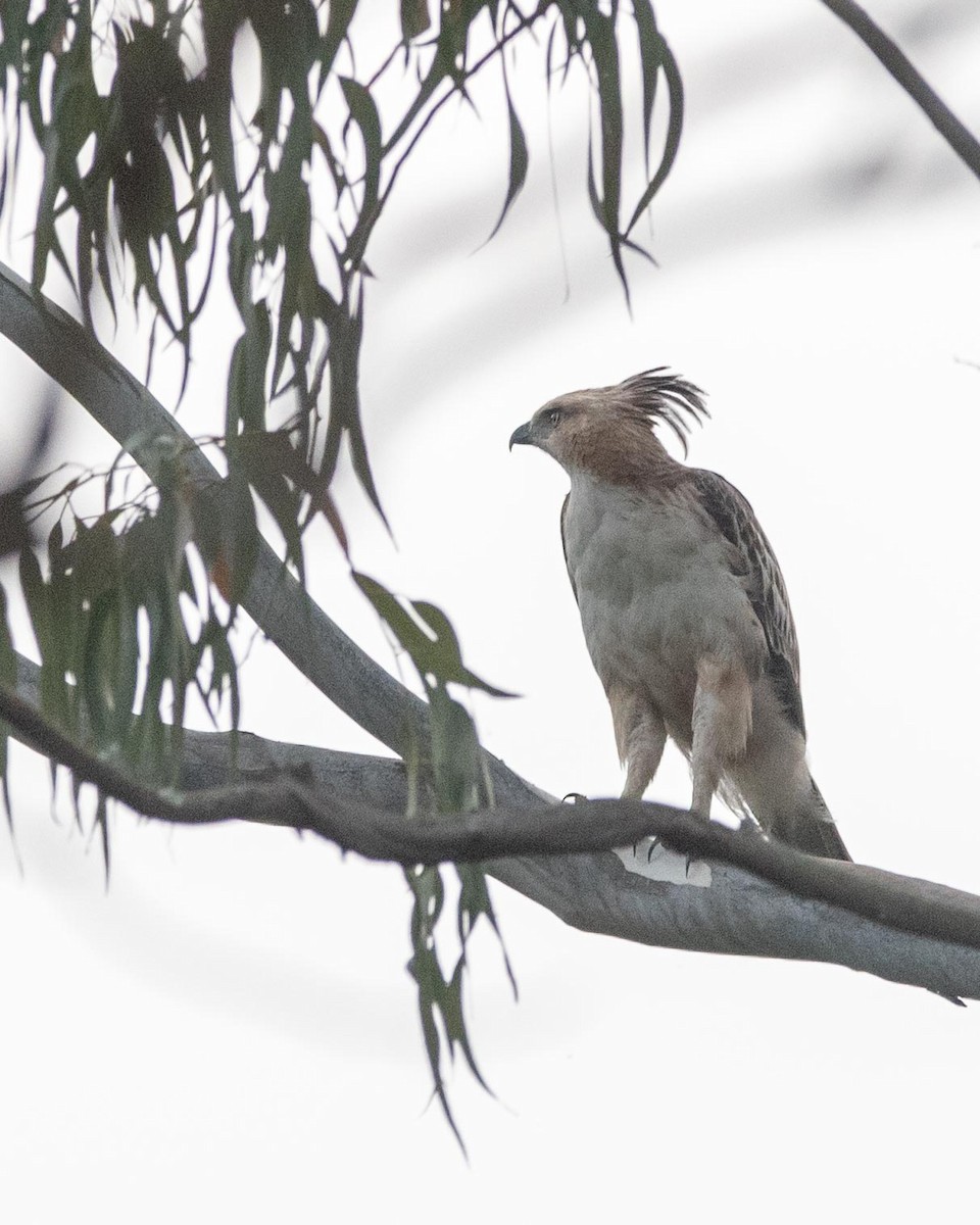 Changeable Hawk-Eagle - Samanvitha Rao