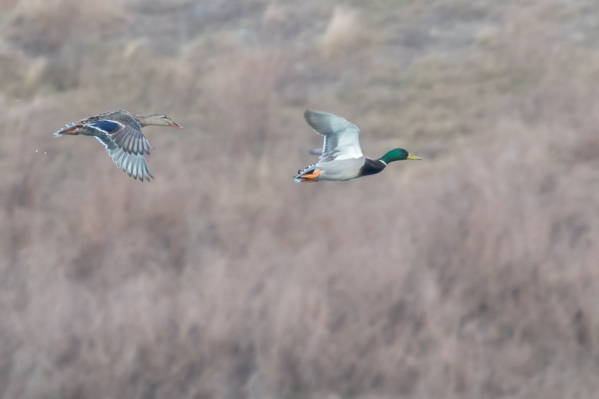 Mallard - ML49551451