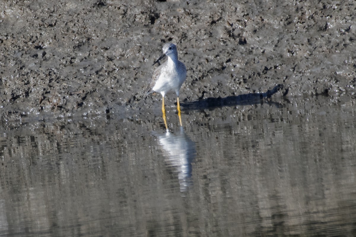 Greater Yellowlegs - ML495514721