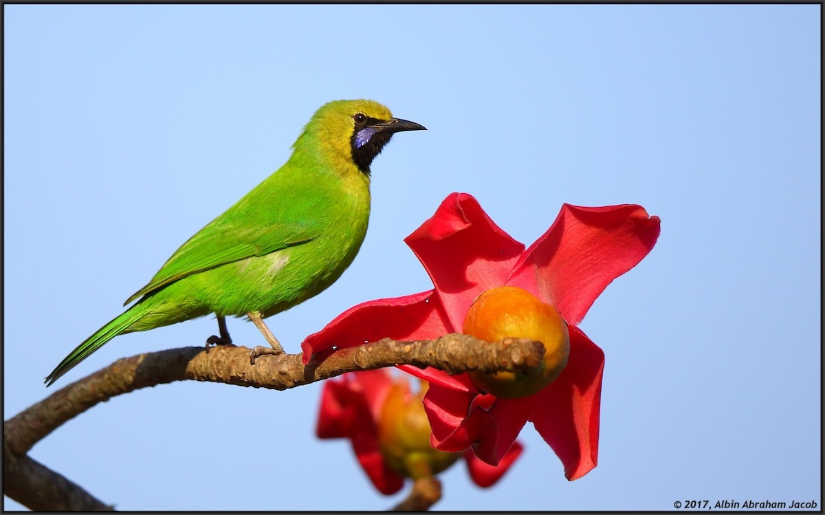 Jerdon's Leafbird - Albin Jacob