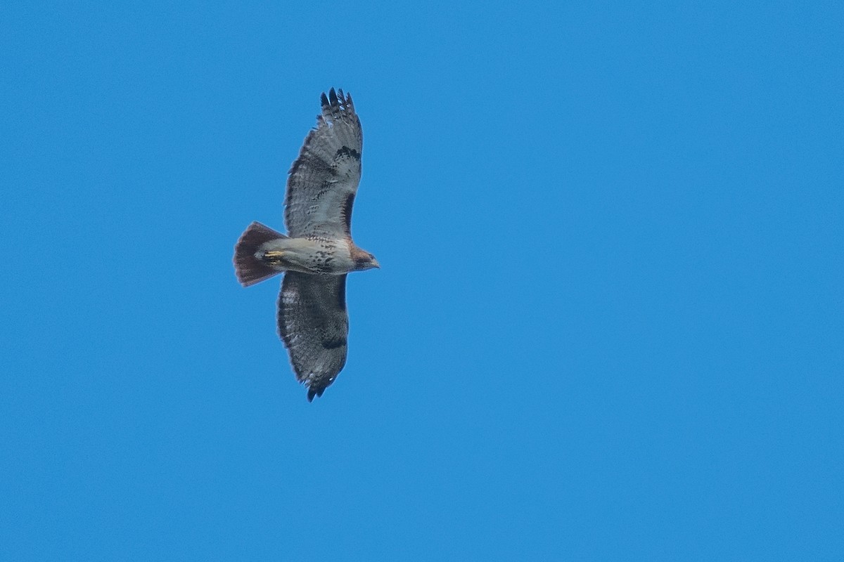 Red-tailed Hawk - ML49551521