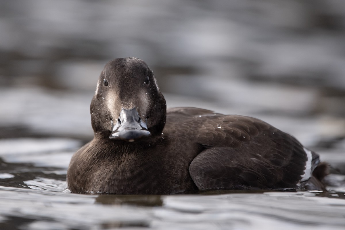 White-winged Scoter - Andrew Brown