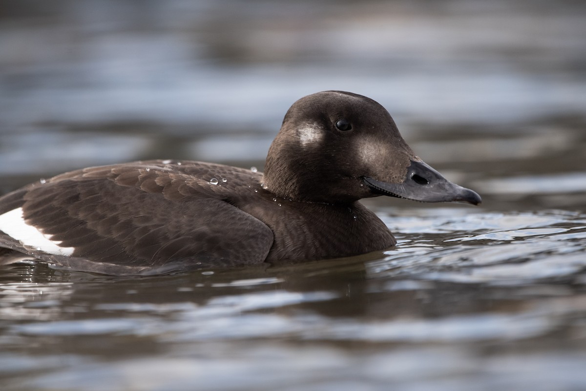 White-winged Scoter - Andrew Brown