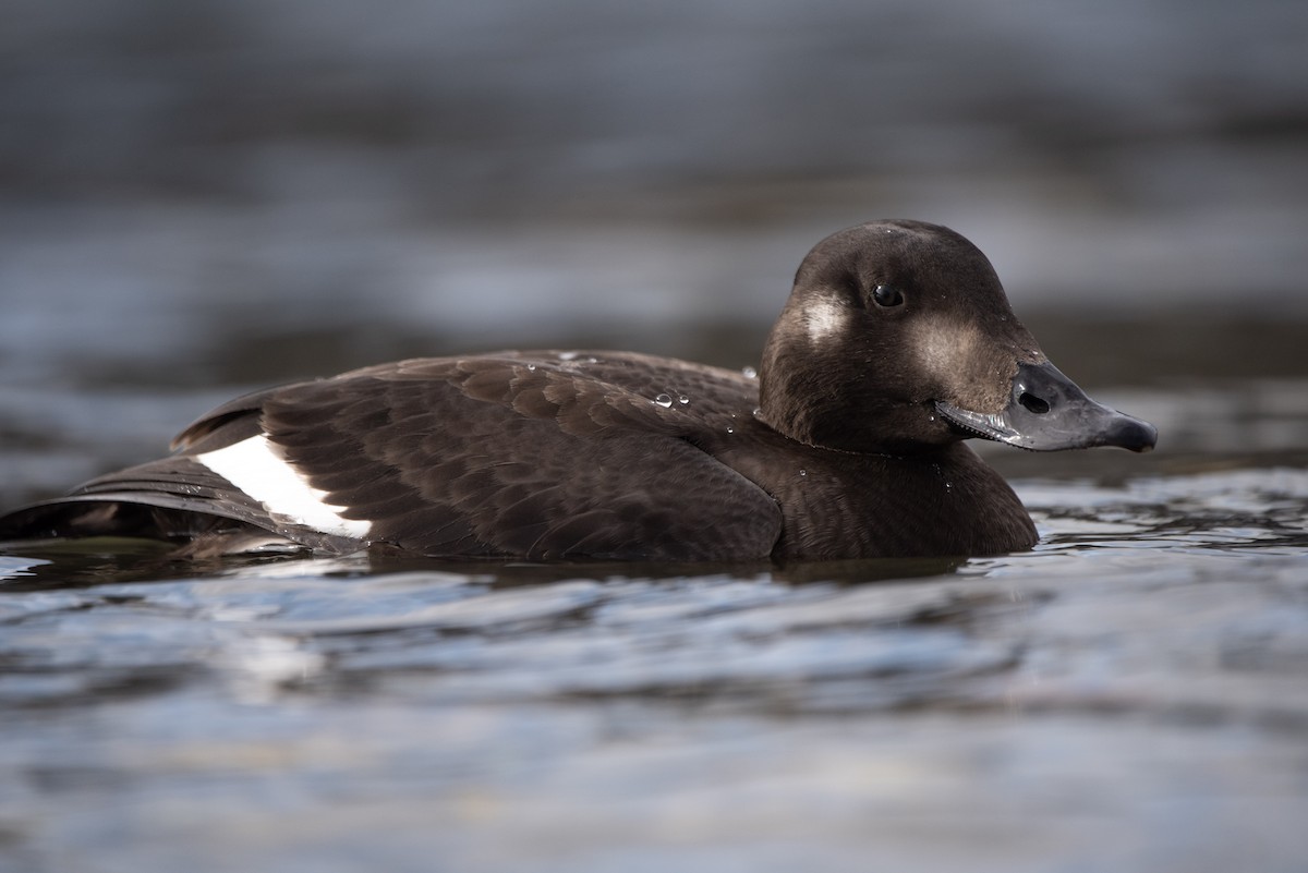 White-winged Scoter - Andrew Brown