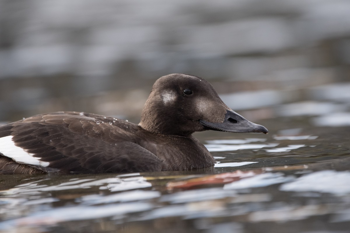 White-winged Scoter - Andrew Brown