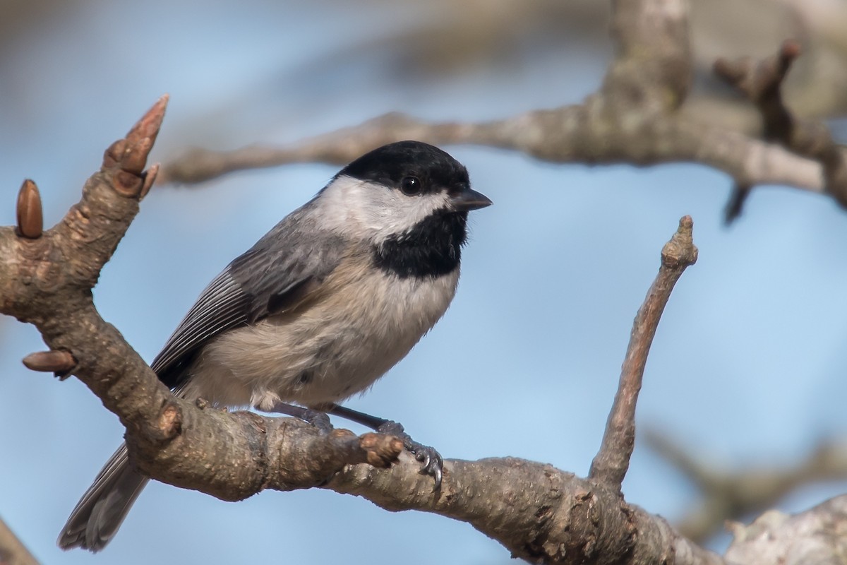 Carolina Chickadee - ML49551561