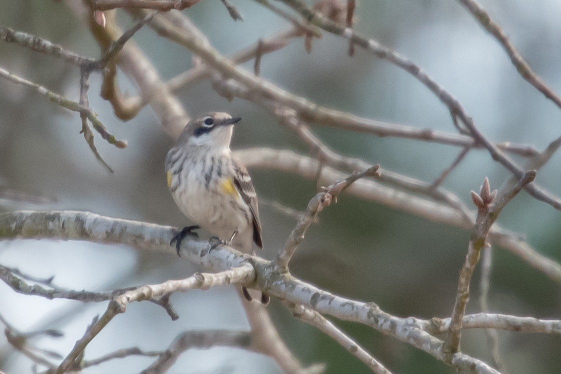 Yellow-rumped Warbler - ML49551631