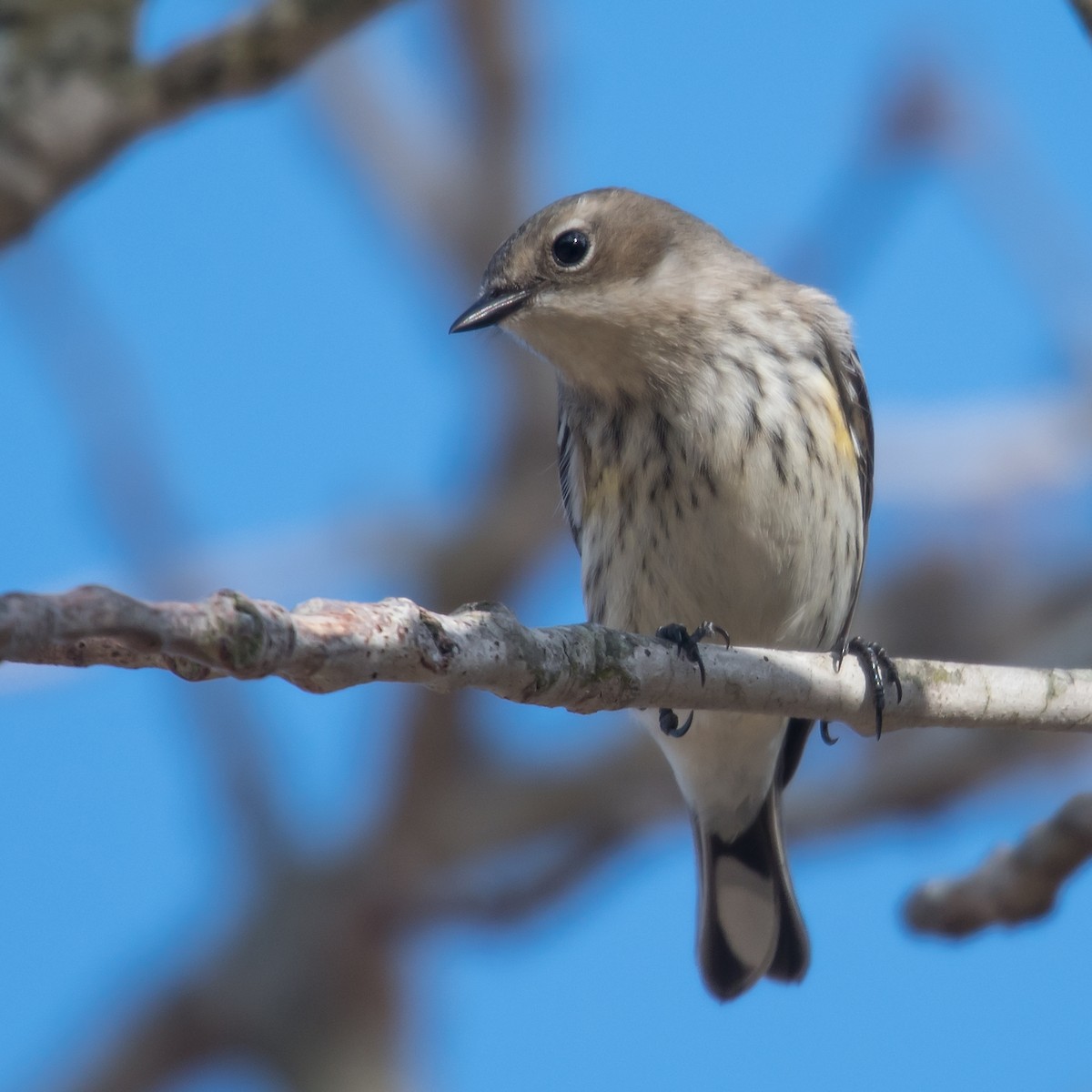 Yellow-rumped Warbler - ML49551641