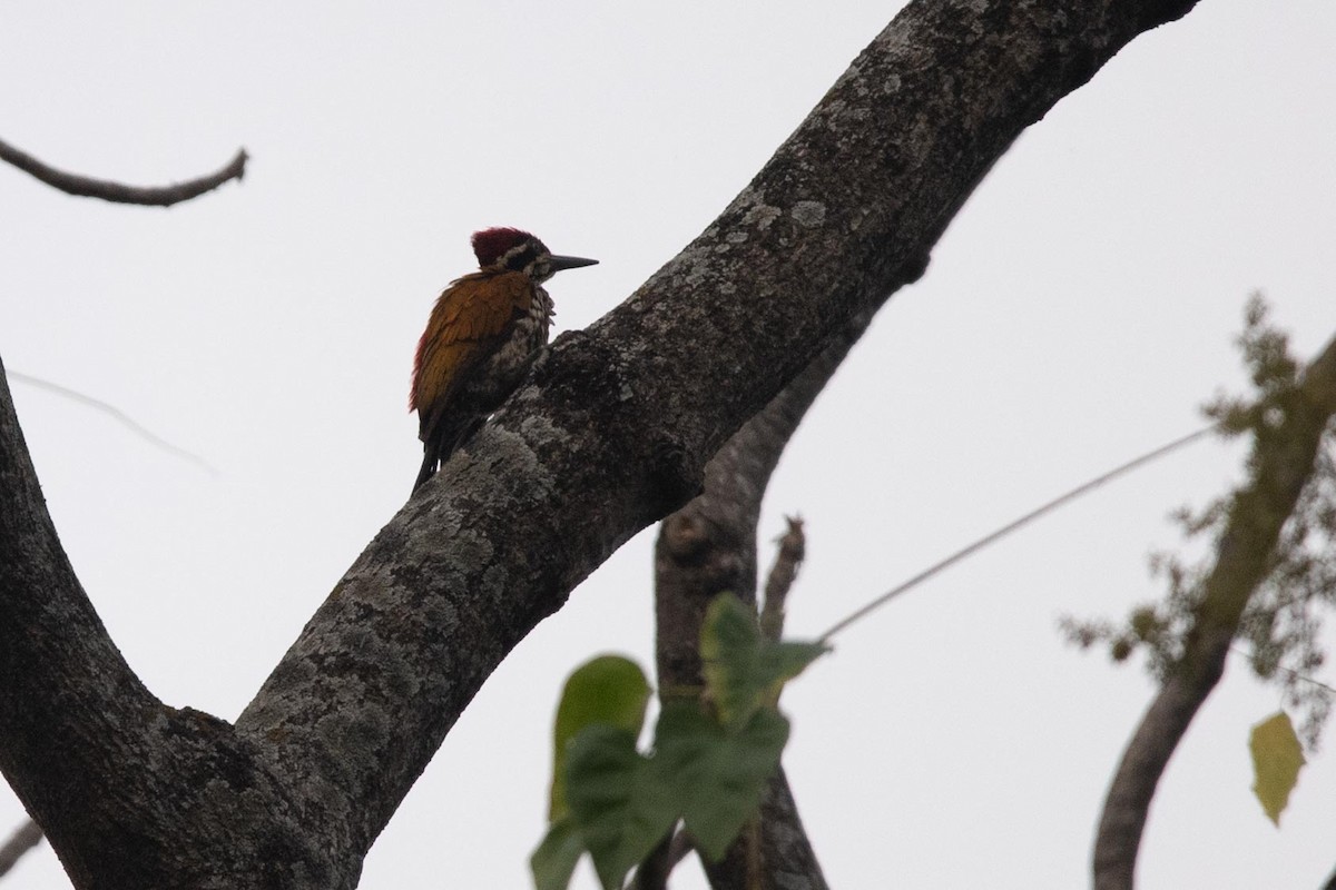 Common Flameback - Samanvitha Rao