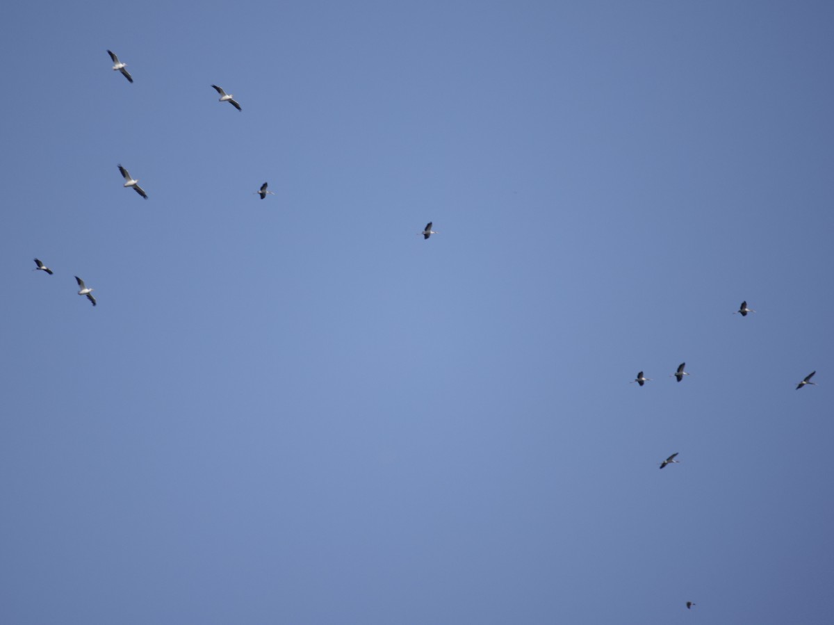 Wood Stork - ML495517641