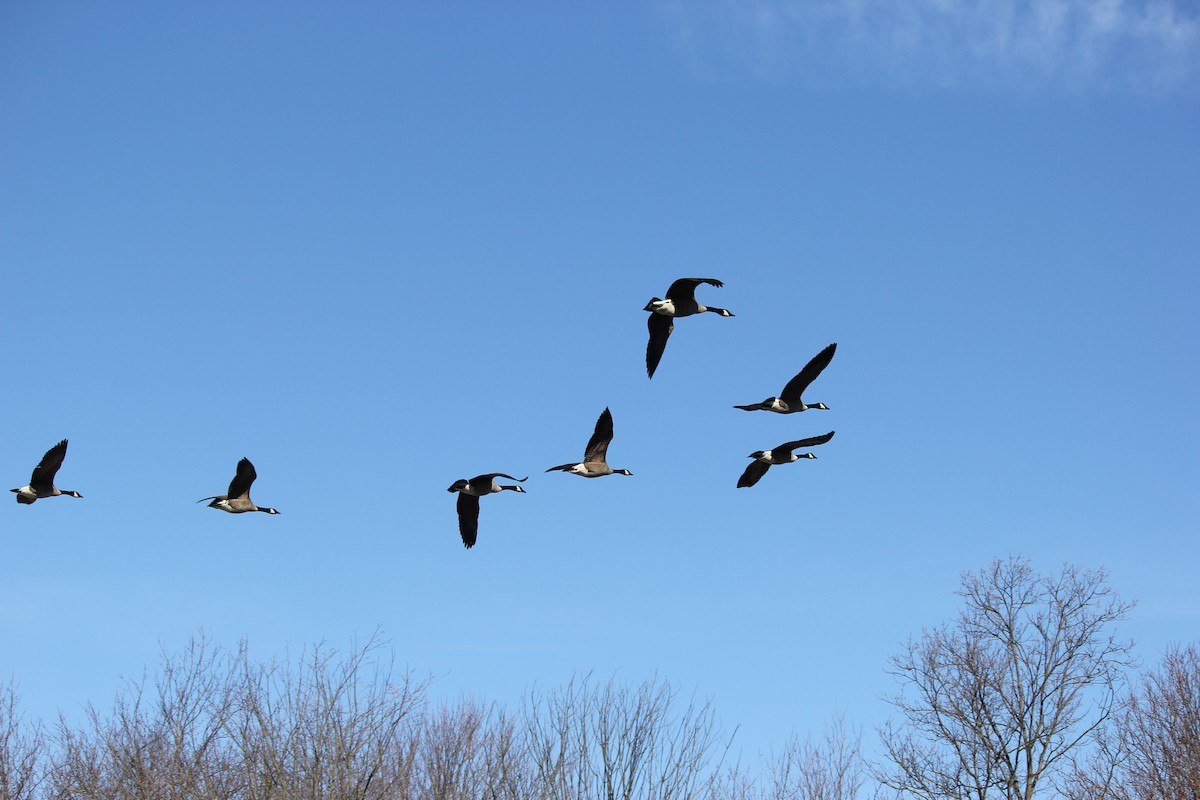 Canada Goose - ML49551881