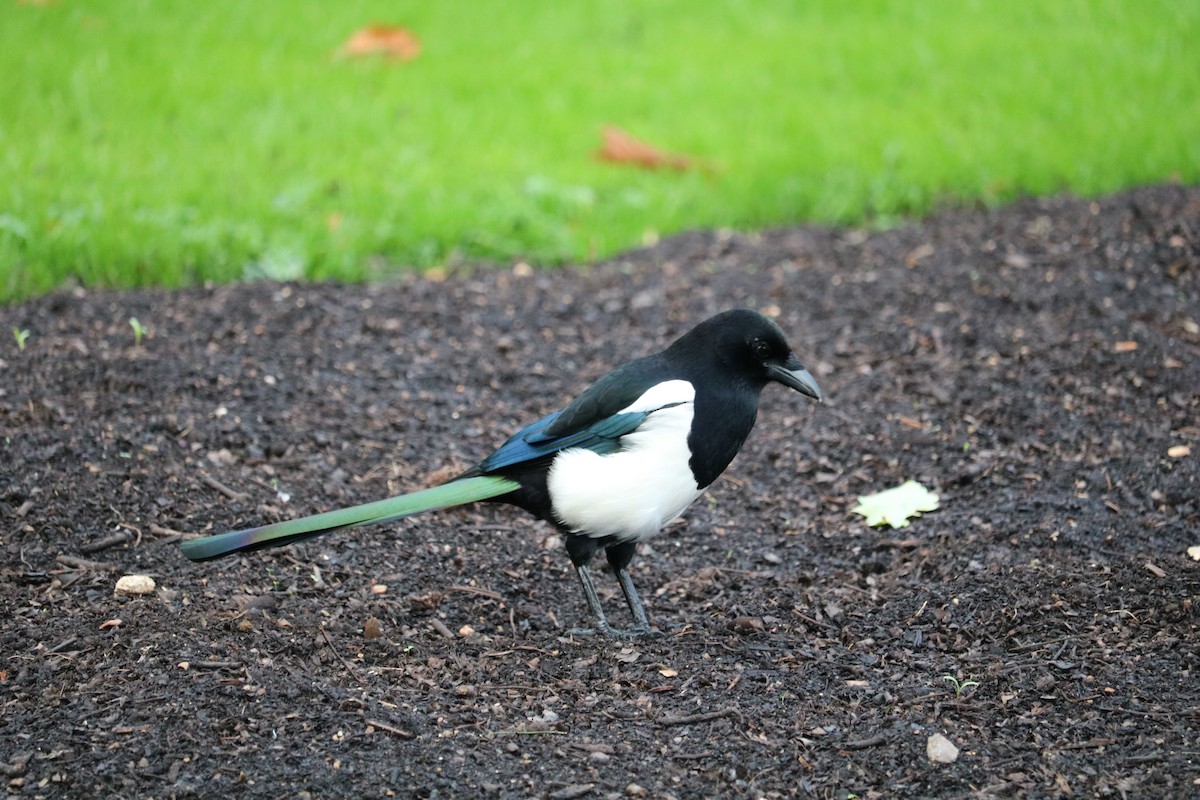 Eurasian Magpie - ML495519621