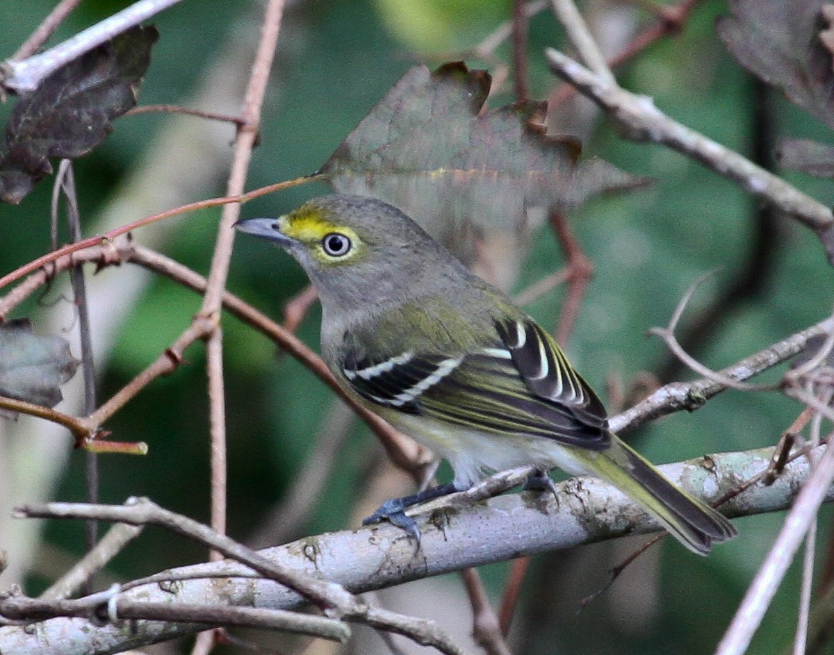 White-eyed Vireo - ML49551981