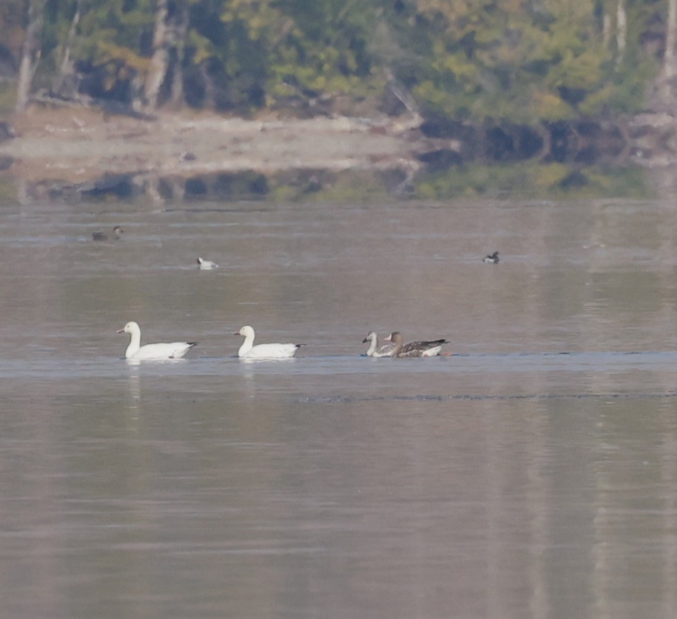 Snow Goose - ML495519851