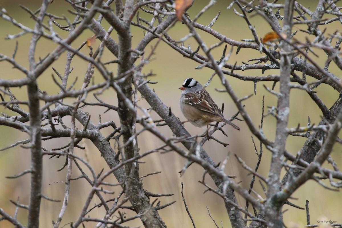 White-crowned Sparrow - ML495519861