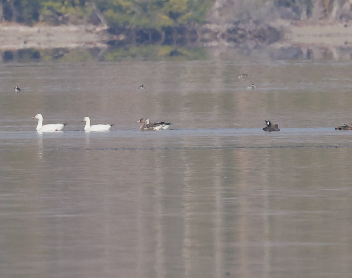 Greater White-fronted Goose - ML495519871