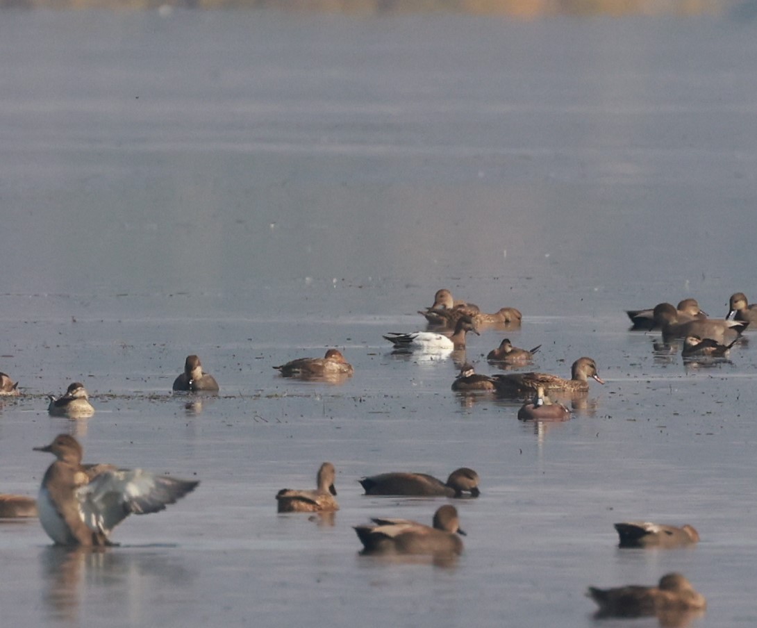 American Wigeon - ML495519971