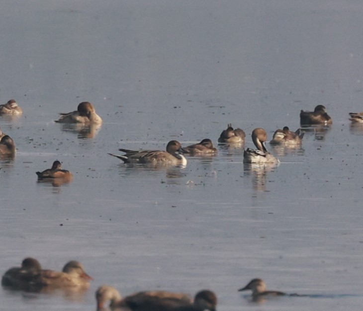 Northern Pintail - Edward Pullen