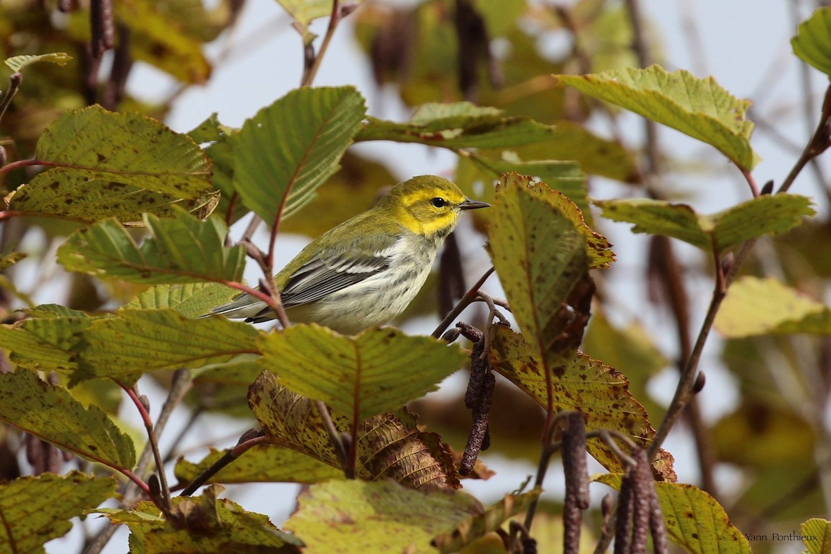 Black-throated Green Warbler - Yann Ponthieux