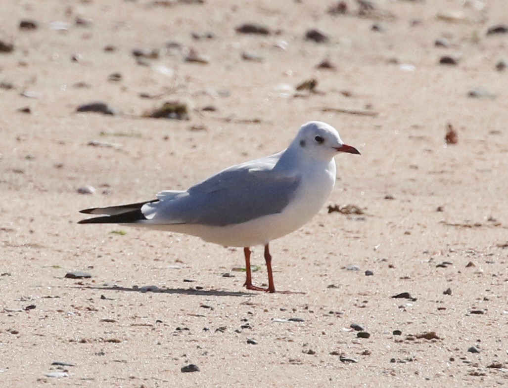 Black-headed Gull - Frank Mantlik