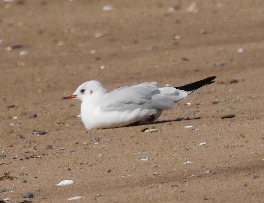 Black-headed Gull - Frank Mantlik