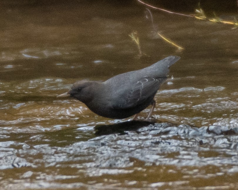 American Dipper - ML495522421