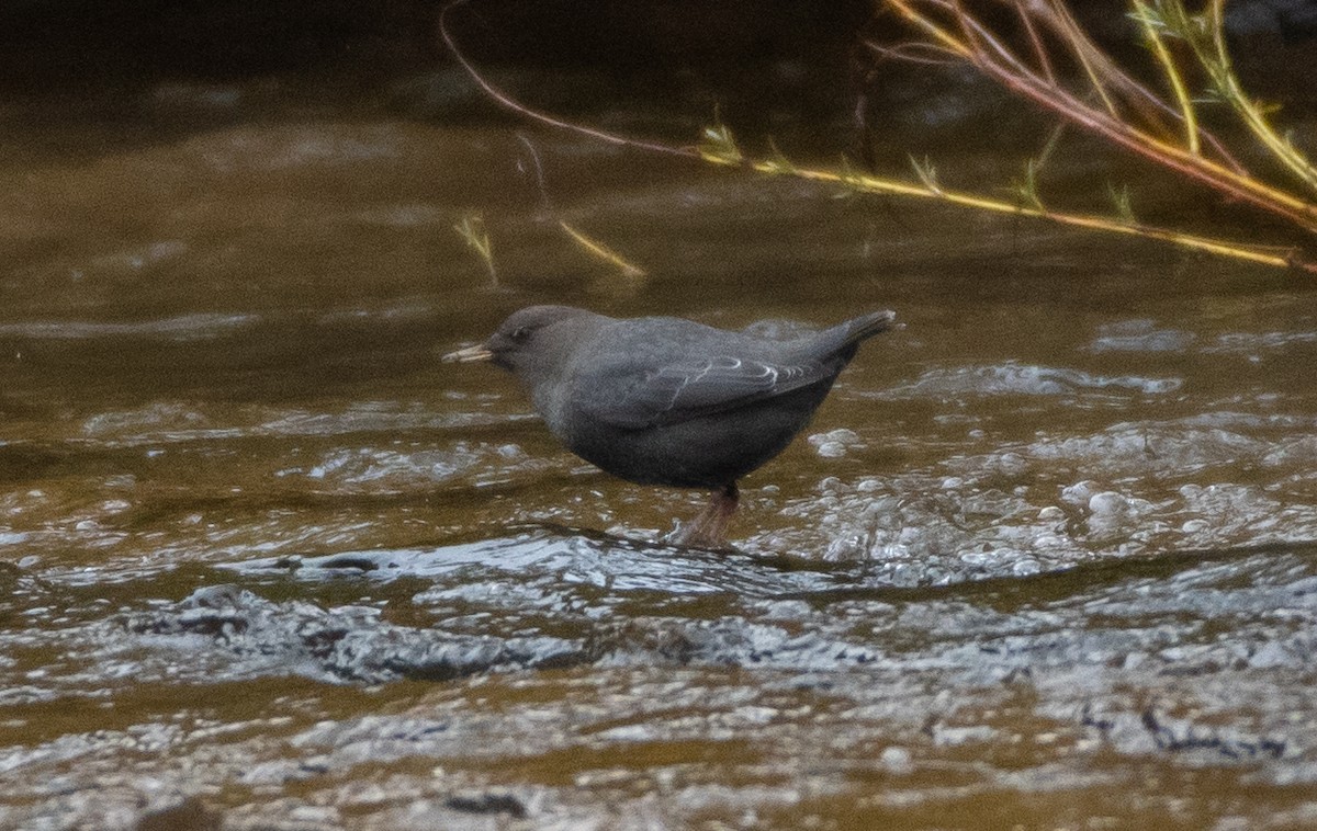 American Dipper - ML495522431