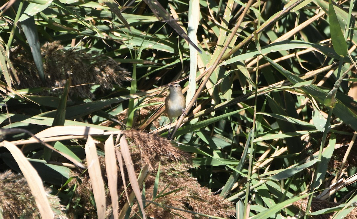 Marsh Wren - ML495522941